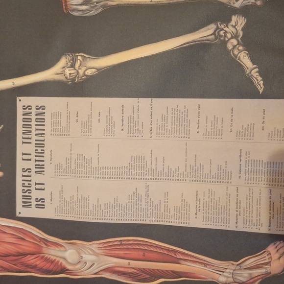 Cavallini L'anatomie Muscles and Tendons chart - Picture 2 of 6